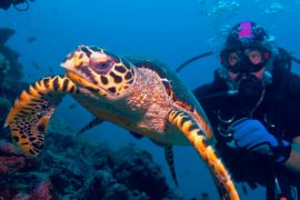 Plongée sous marine